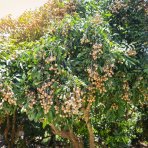 Mišpula japonská (Eriobotrya japonica) ´TANAKA´ - výška 110-120 cm, kont. C12L (-12°C)